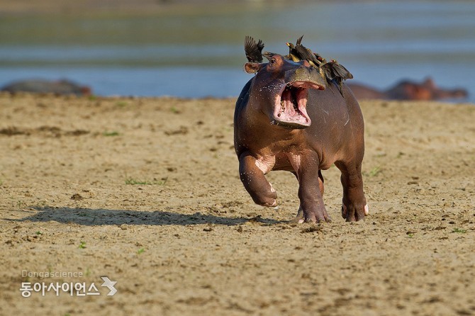 (c)Marc Mol/Comedy Wildlife Photography Awards 제공
